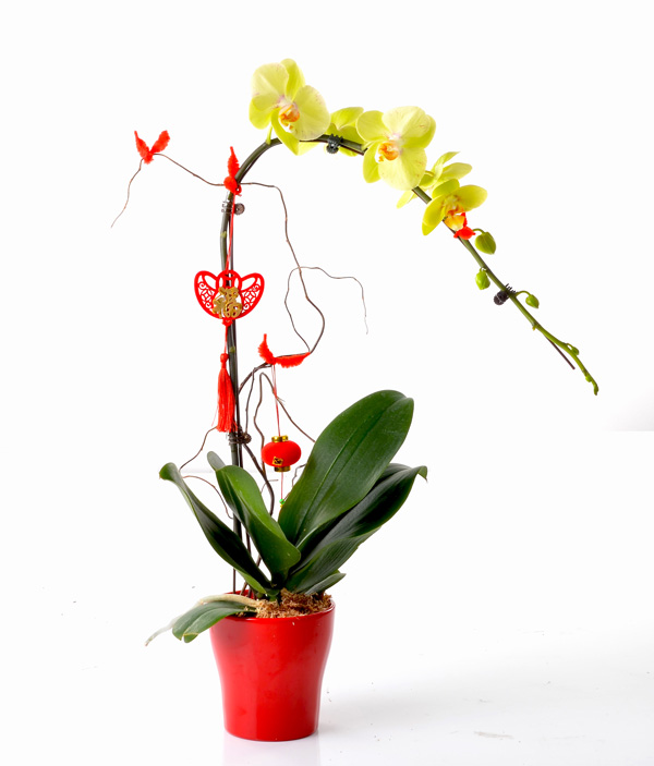 Phalaenopsis Orchids (1)