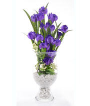 Verve for Violet
