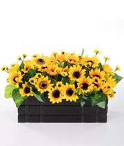 Sunny Surprises
