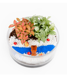 Oasis Garden