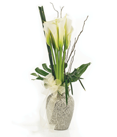 Pure Calla