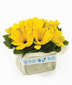 Sunshine Baby (Available as add on only)