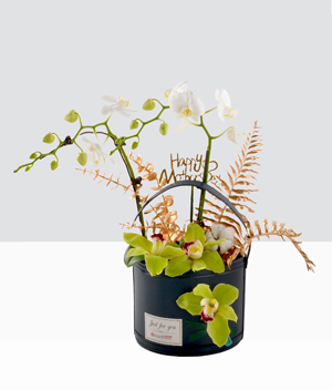 White Orchids Plants-1