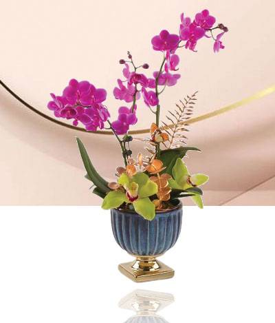 Lovely Orchids